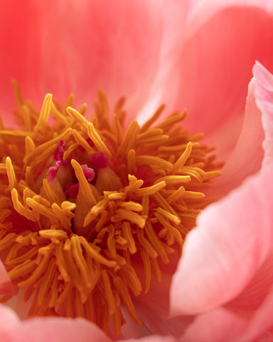 peony coral flowers