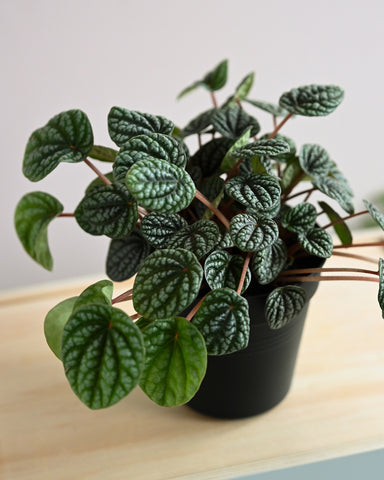 peperomia 