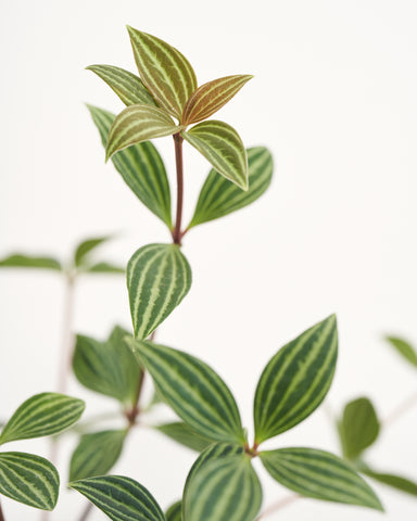 peperomia tetragona 4" plant