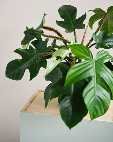 philodendron squamiferum 6" plant