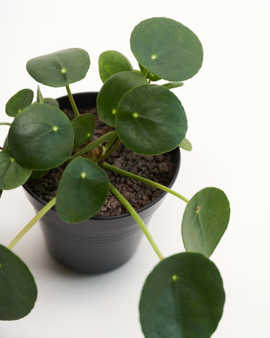 pilea peperomioides friendship plant 4"