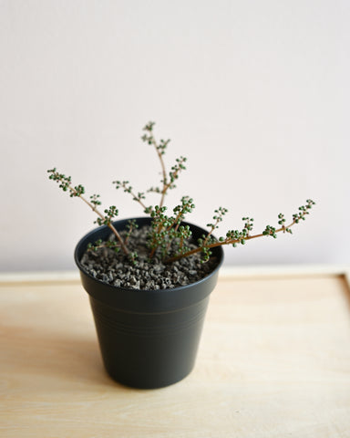 potted pilea serpyllacea globosa 3" plant 