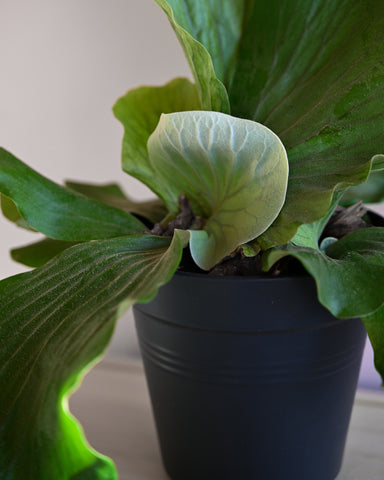 elephant ear staghorn fern plant platycerium elephantotits 6"