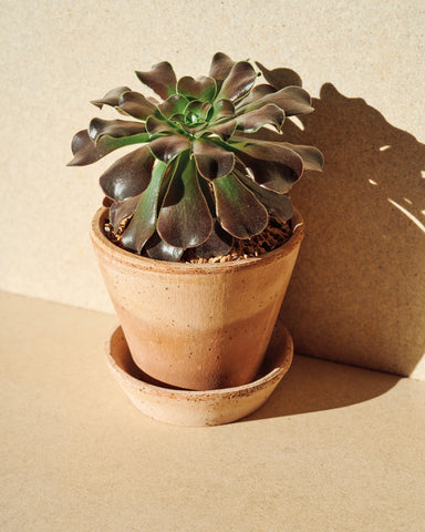 potted aeonium arboreum 