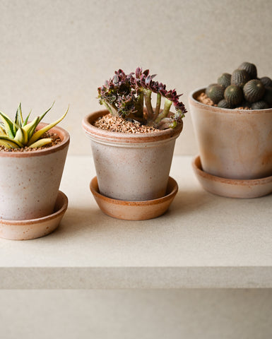 potted aeonium 