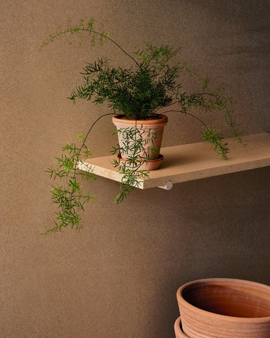 potted asparagus densiflorum sprengeri 4" plant bergs potter flora planter rose terracotta