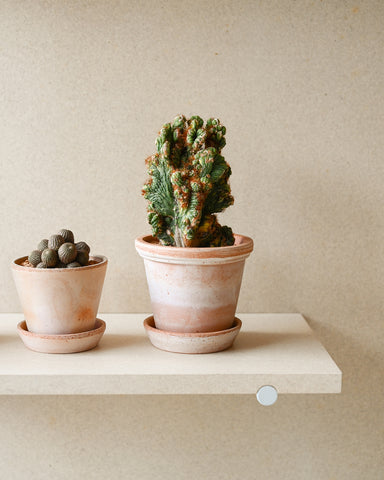 potted variegated montrose apple cactus cereus peruvianus f. monstrosa variegata 4" plant bergs potter rose terracotta