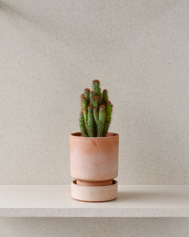 potted cereus repandus monstruosus 