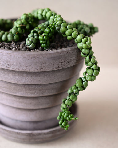 dragon-jade-dischidia-nummularifolia-ideaminubu-plant_4in