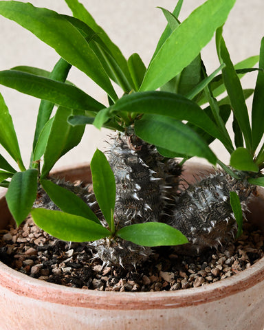 potted eupborbia prvimedusae x milii bergs potter julie planter 12 cm 4.25" rose terracotta 