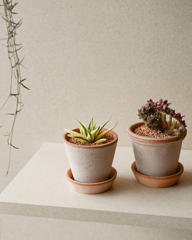potted haworthia limifolia spiralis variegata bergs potter julie planter 10cm 3.5" rose terracotta