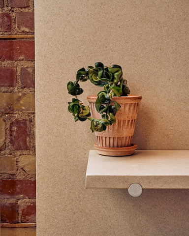 potted hoya carnosa crinkle bergs potter pantheon planter rose terracotta