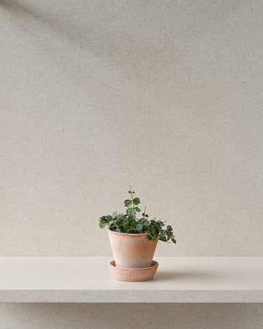 potted hoya curtisii bergs potter julie planter 10cm 3.5" rose terracotta