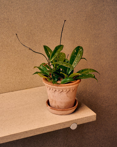 potted hoya parastica splash 4" plant bergs potter kobenhavner copenhagen planter rose terracotta