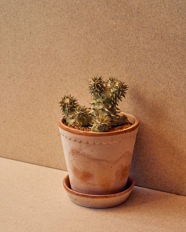 potted pachypodium densiflorum bergs potter rose terracotta helen planter