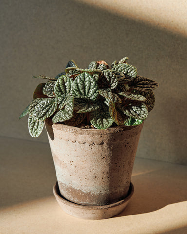 potted peperomia burbella 4" plant bergs potter helena planter 14cm 5" grey terracotta