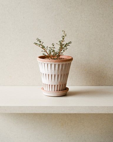 potted pilea globosa 3" plant bergs potter rose terracotta pantheon planter