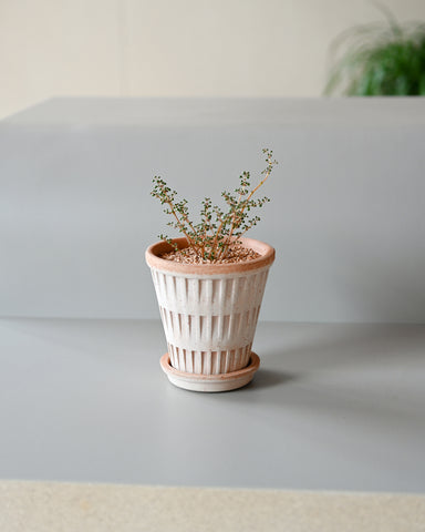 potted pilea globosa 3" plant bergs potter rose terracotta pantheon planter