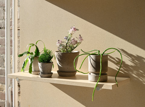 potted indoor plants bergs potter terracotta grey cacti succulents