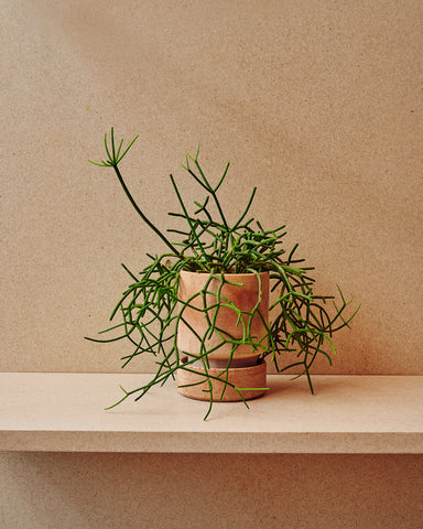 bergs potter hoff planter rose terracottta rhipsalis plant