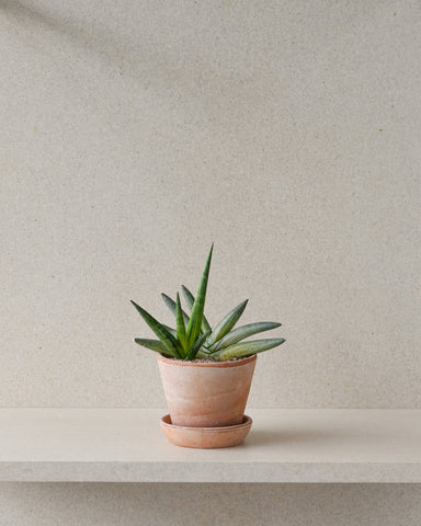 potted sansevieria cylindrica 