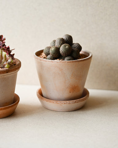 potted reubtia heliosa 4" indoor plant bergsp otter terracotta julie planter rose
