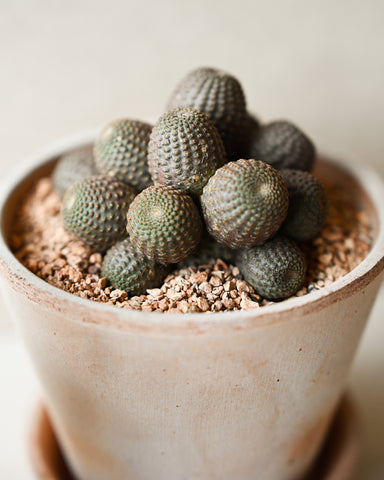 Potted Silver Spined Cactus (Rebutia heliosa) 4"