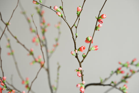 quince branches japan flowering fresh flowers buds