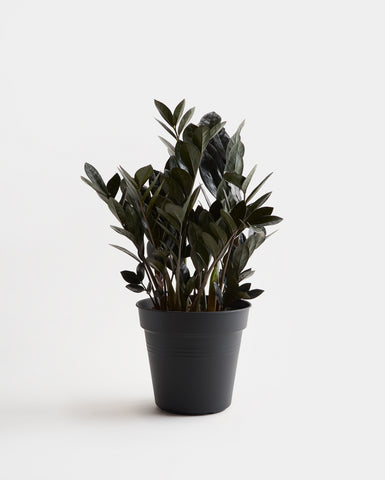 raven zz plant 6 inches