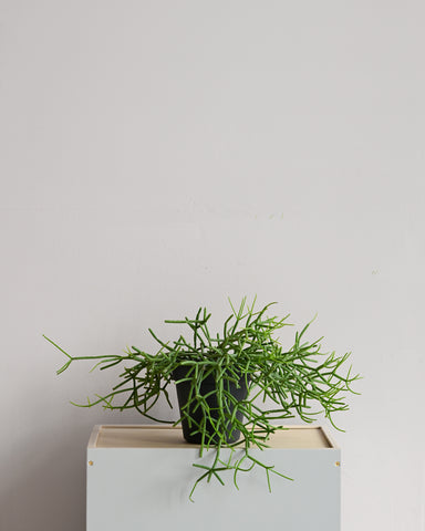 rhipsalis heteroclada 4" trailing indoor plant