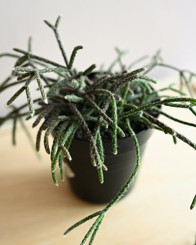 rhipsalis pilocarpa 2.5" plant 