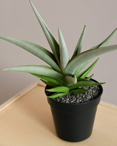 snake plant sansevieria chanin 4" indoor plant