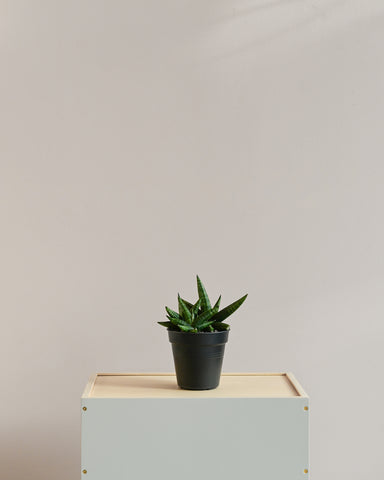 snake plant sansevieria dwarf boncel 4" indoor plant 