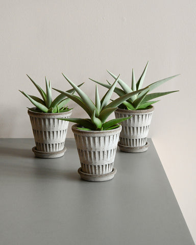 snake plant sansevieria chanin 4" indoor plant bergs potter pantheon planter grey terracotta