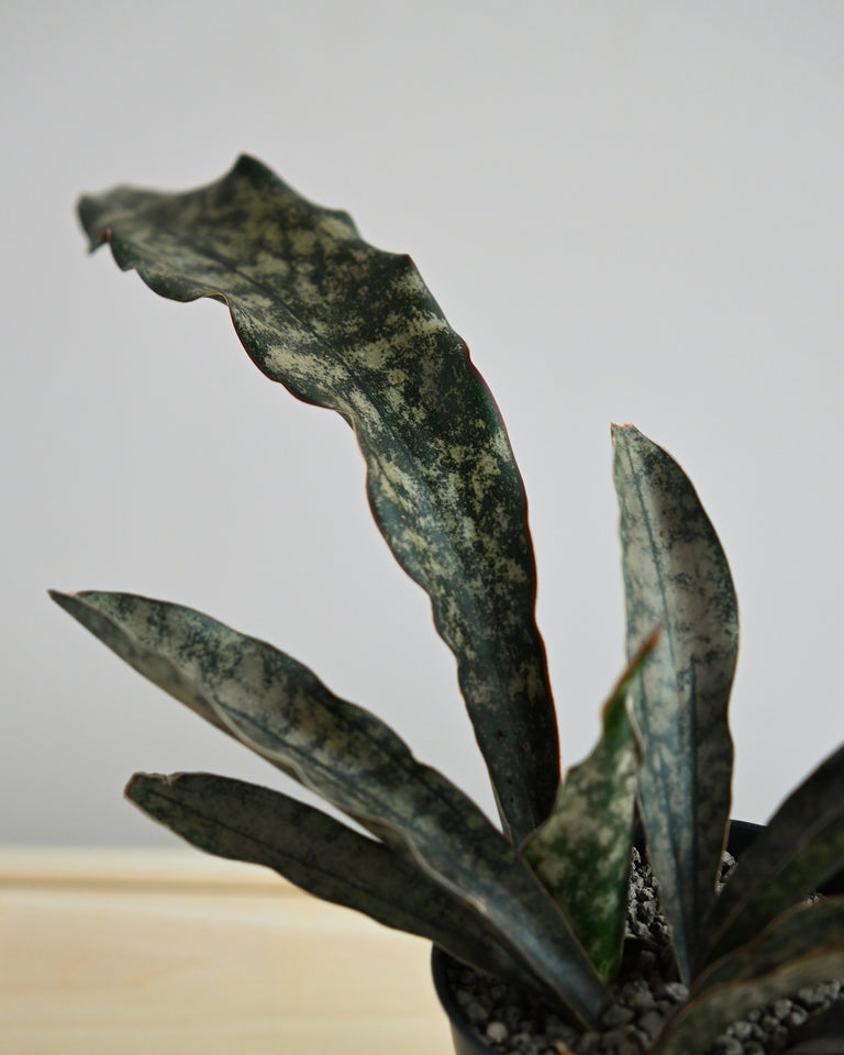 sansevieria toronto Sansevieria kirkii 'Coppertone' 4" – Flùr