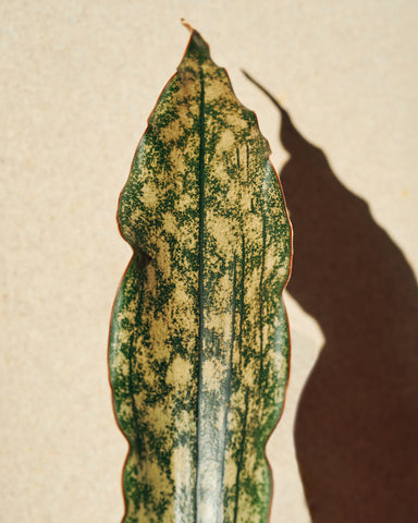 sansevieria kirkii coppertone plant 4" leaf indoor plant