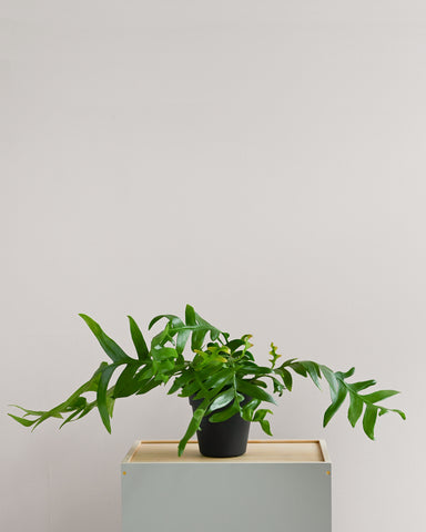 shark fin cactus ephiphyllum angulinger plant 4" 