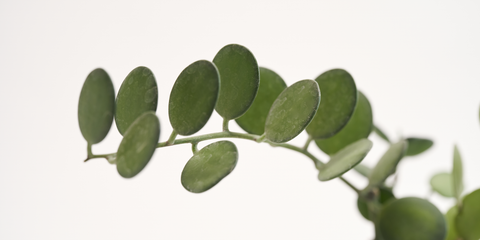 silver coin indoor plant