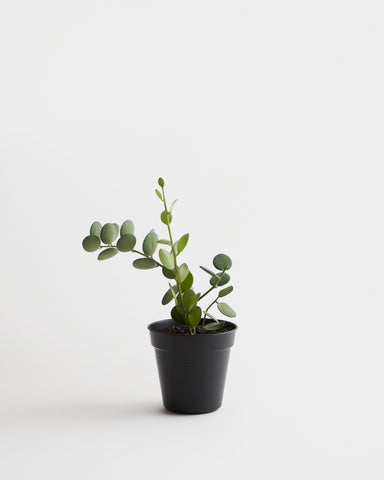 silver dollar vine 4 inches