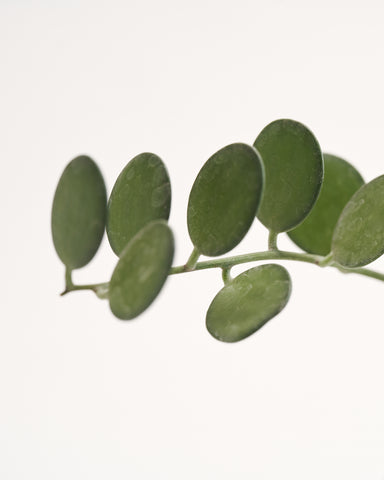 silver dollar vine 4 inches leaf