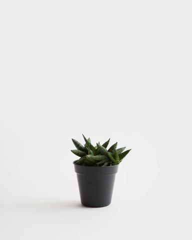 snake plant starfish dwarf 4 inches