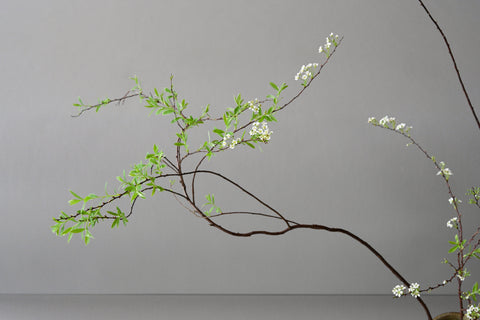 spirea grefsheim branches flowering fresh flowers 