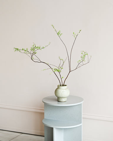 spirea grefsheim branches flowering fresh flowers alissa coe studio ceramic vase