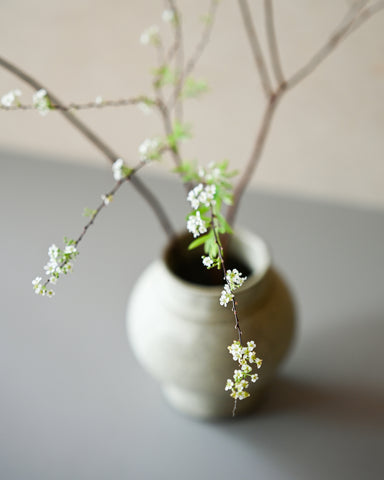 spirea grefsheim branches flowering fresh flowers alissa coe studio ceramic vase