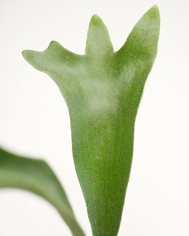 platycerium bifurcatum staghorn fern 4" plant