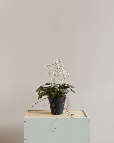 strawberry begonia saxifraga stolonifera 4" indoor plant 