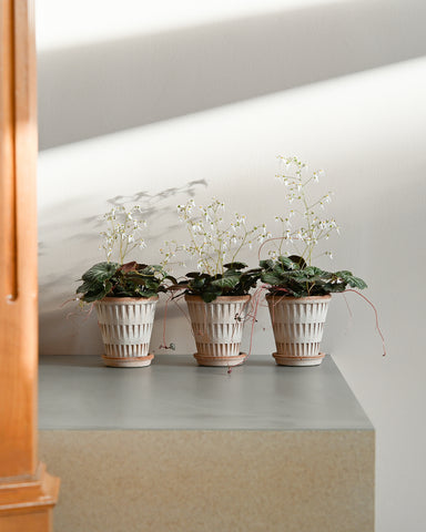 trio strawberry begonia saxifraga stolonifera 4" indoor plant bergs potter pantheon planter rose terracotta