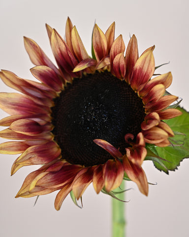 sunflower bi-colour plum bunch fresh flowers