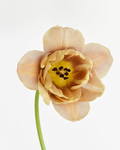 Belle Epoque Double Tulips