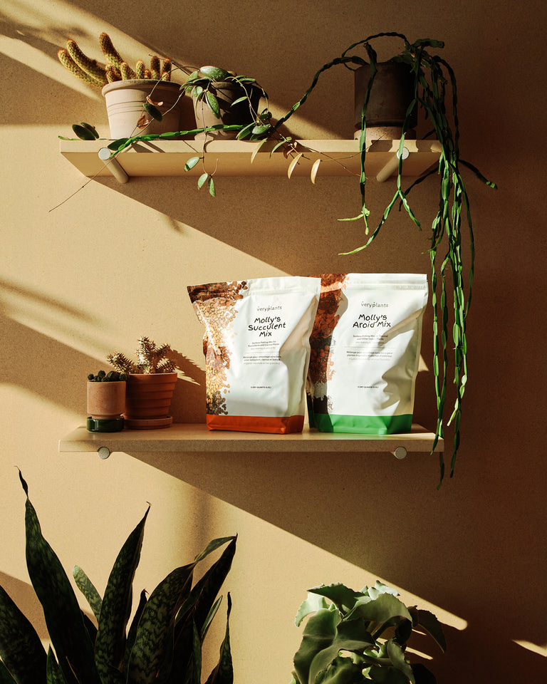 molly's succulent mix Molly's Succulent Mix 5.5L – Flùr